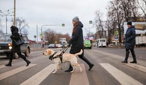 собака-проводник ведет незрячего  через пешеходный переход